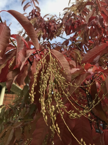sourwood