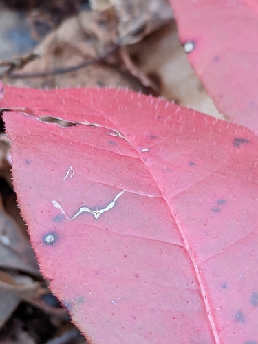 sourwood