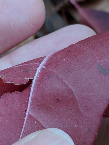 sourwood