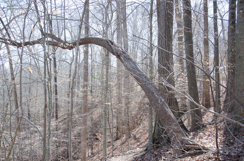 sourwood