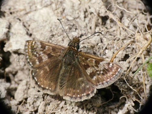 Dingy Skipper