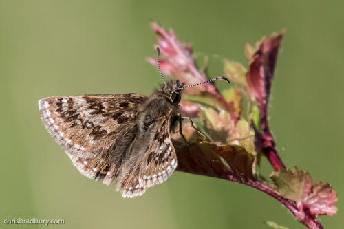Dingy Skipper
