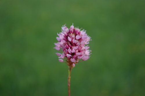 common bistort
