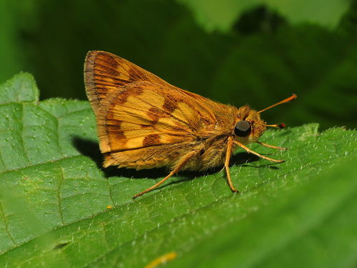 Peck's Skipper
