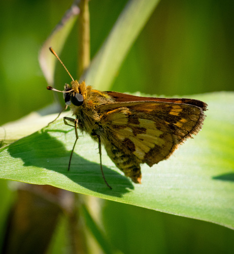Peck's Skipper