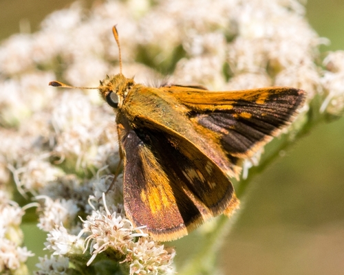 Peck's Skipper