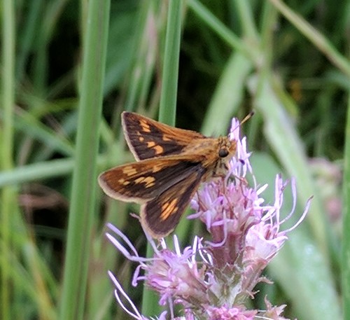 Peck's Skipper