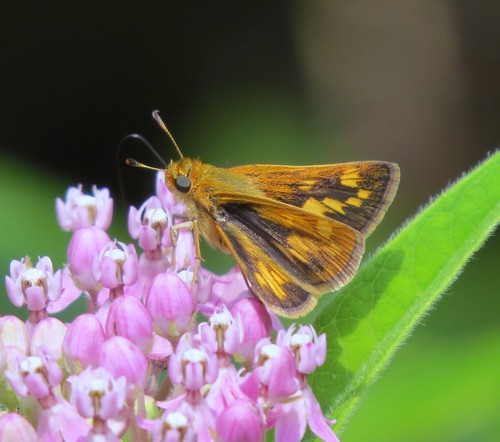 Peck's Skipper