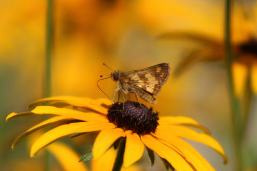 Peck's Skipper