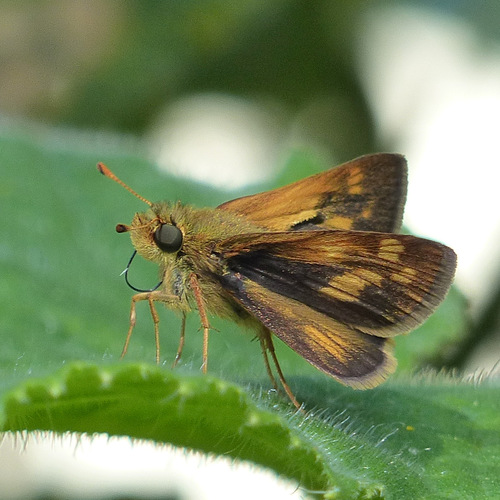 Peck's Skipper