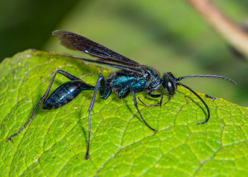 Common Blue Mud-dauber Wasp