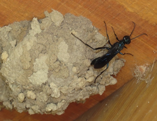 Common Blue Mud-dauber Wasp