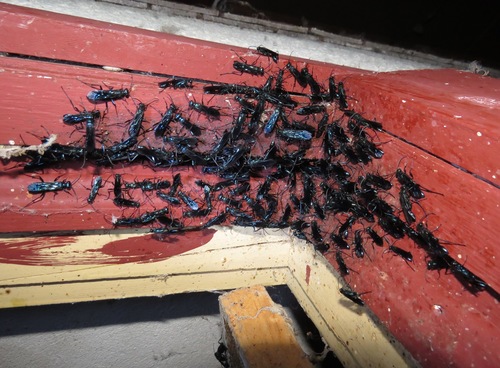 Common Blue Mud-dauber Wasp