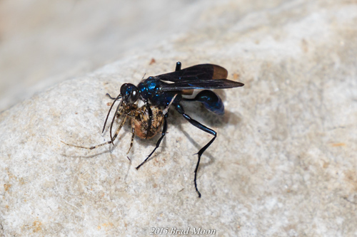 Common Blue Mud-dauber Wasp