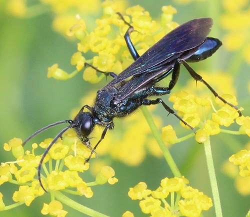 Common Blue Mud-dauber Wasp