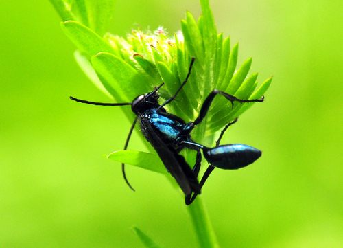 Common Blue Mud-dauber Wasp