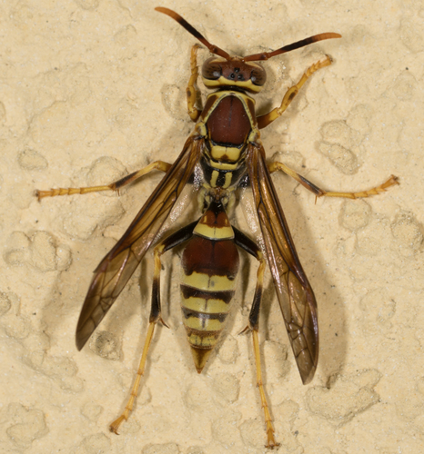 Guinea Paper Wasp