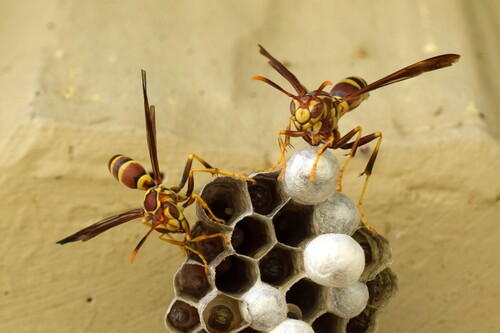 Guinea Paper Wasp