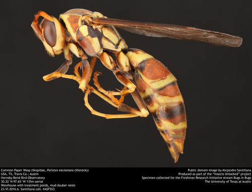 Guinea Paper Wasp