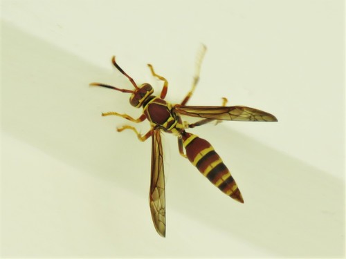 Guinea Paper Wasp