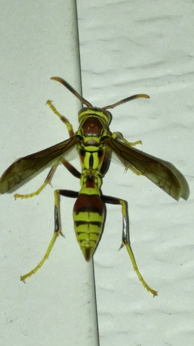 Guinea Paper Wasp