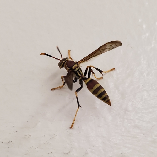 Guinea Paper Wasp