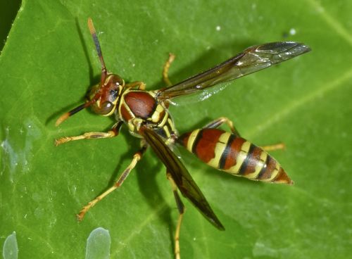 Guinea Paper Wasp