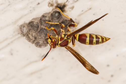 Guinea Paper Wasp
