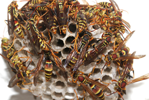 Guinea Paper Wasp