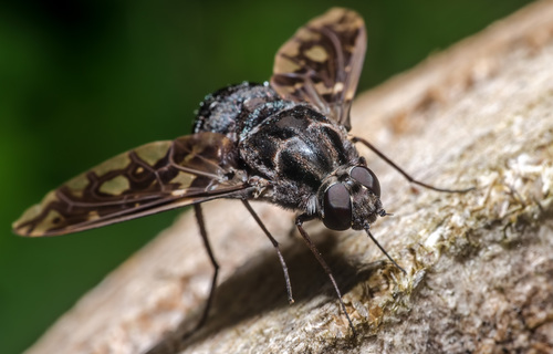 Tiger Bee Fly
