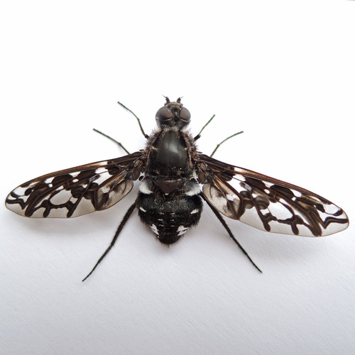 Tiger Bee Fly