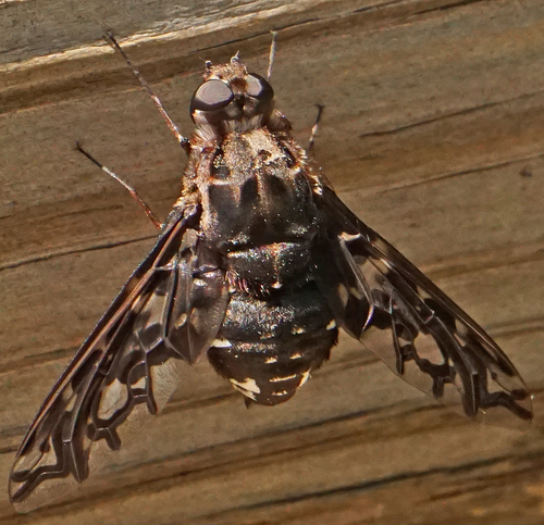Tiger Bee Fly