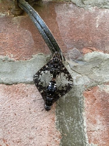 Tiger Bee Fly