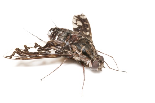 Tiger Bee Fly