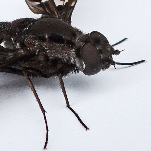 Tiger Bee Fly