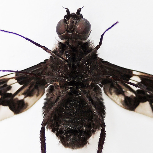 Tiger Bee Fly