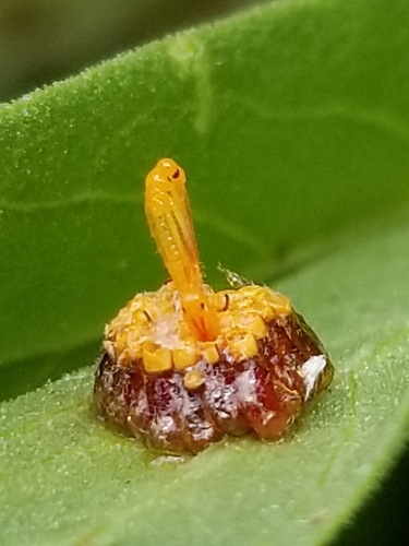 Milkweed Assassin Bug