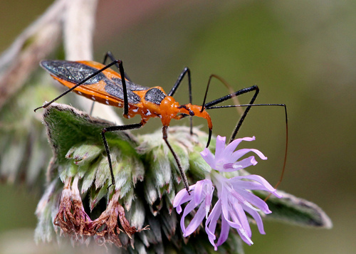 Milkweed Assassin Bug