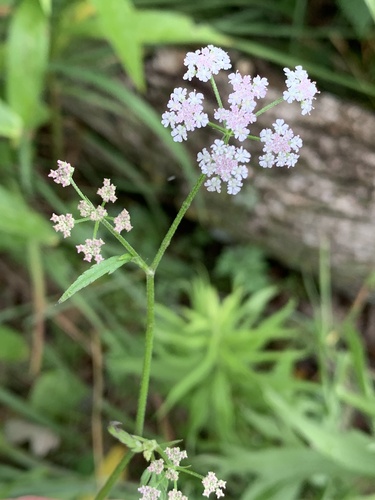 upright hedge-parsley