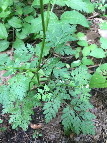 upright hedge-parsley