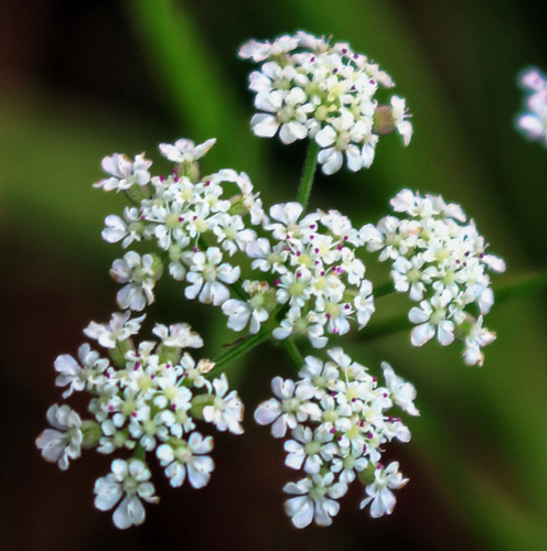 upright hedge-parsley