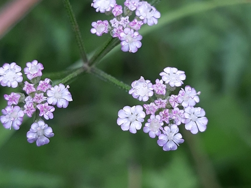 upright hedge-parsley