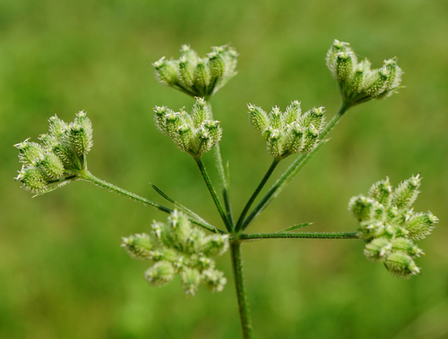 upright hedge-parsley