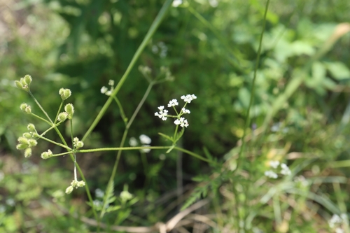 upright hedge-parsley