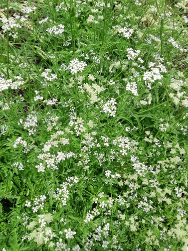 upright hedge-parsley