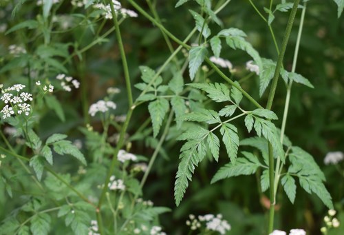 upright hedge-parsley