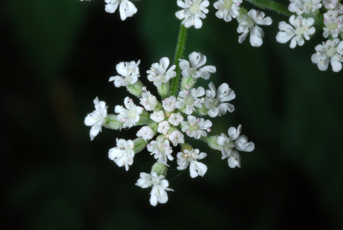 upright hedge-parsley