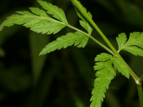 upright hedge-parsley