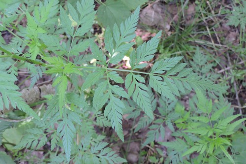 upright hedge-parsley
