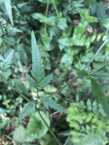 upright hedge-parsley